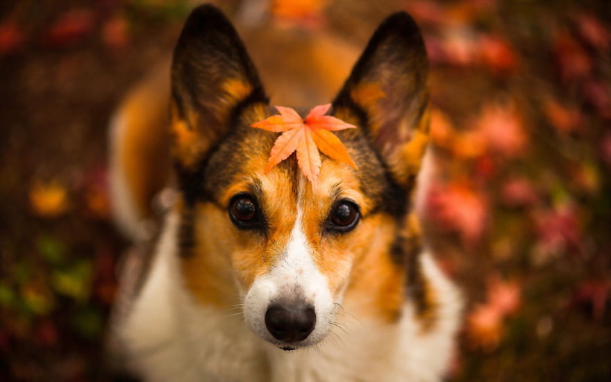 Dog In Autumn