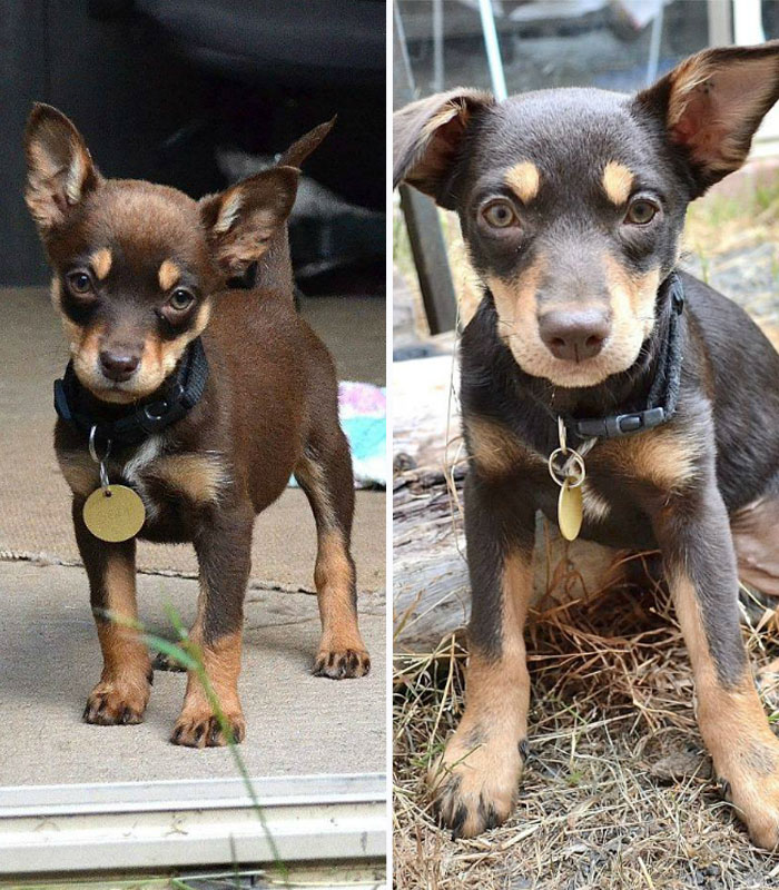 Before And After Photos Of My Rescued Dogs