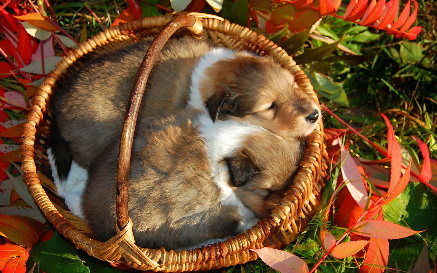 Autumn Puppies