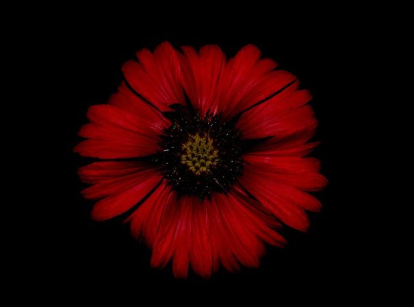 Flower Photography