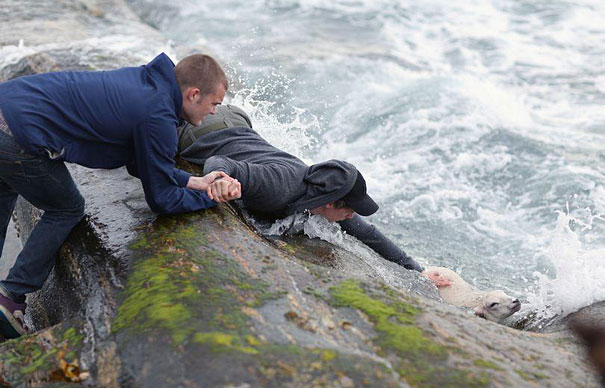 Two Norwegian Guys Rescuing A Baby Lamb Drowning In The Ocean