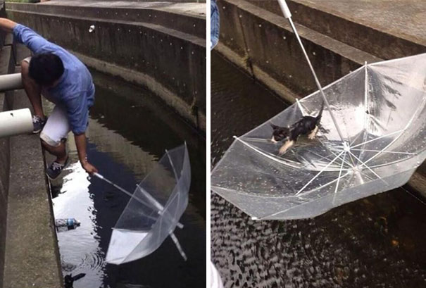 Man Saves A Drowning Kitten With An Ubrella