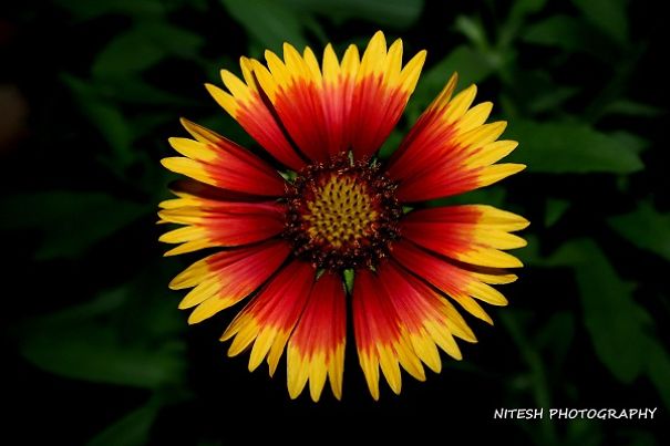 Flower Photography