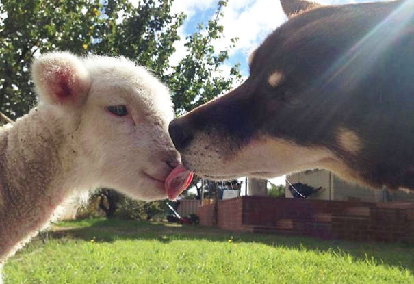 My Friend Lives On A Farm. Her Dog Just Met A Lamb