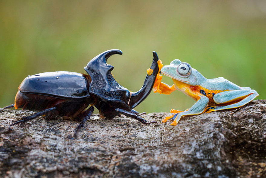 Photographer Captures World's Tiniest Rodeo: Frog Riding A Beetle