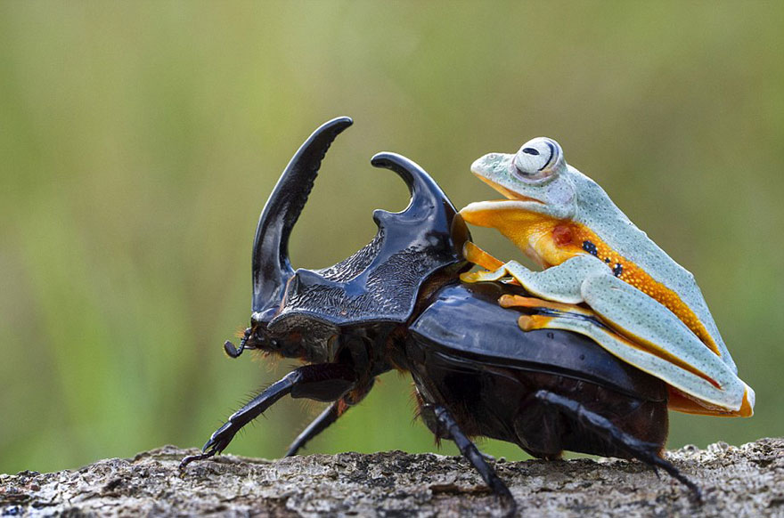frog-riding-beetle-hendy-mp-10