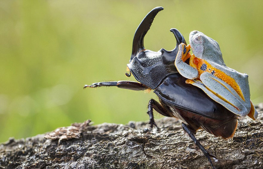 Photographer Captures World's Tiniest Rodeo: Frog Riding A Beetle