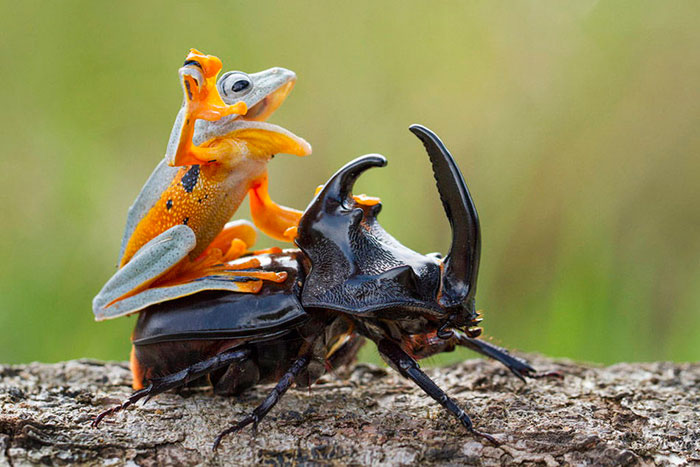 Photographer Captures World’s Tiniest Rodeo: Frog Riding A Beetle