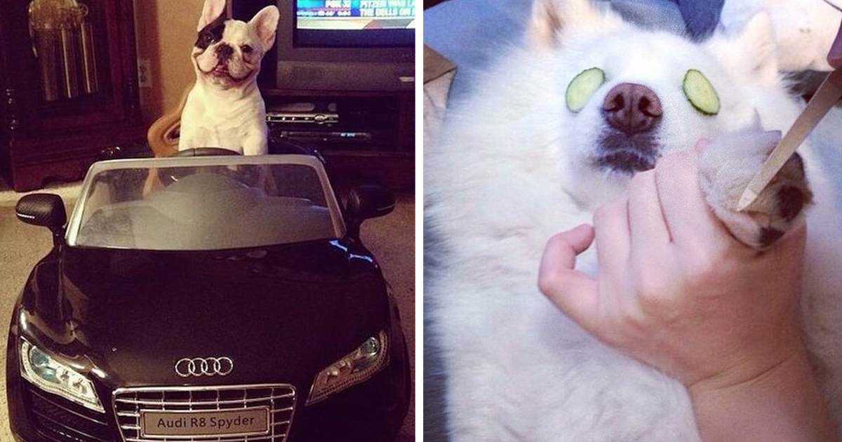 Rich Dogs Of Instagram: The Proof That Pups Live Better Than Humans | Bored  Panda