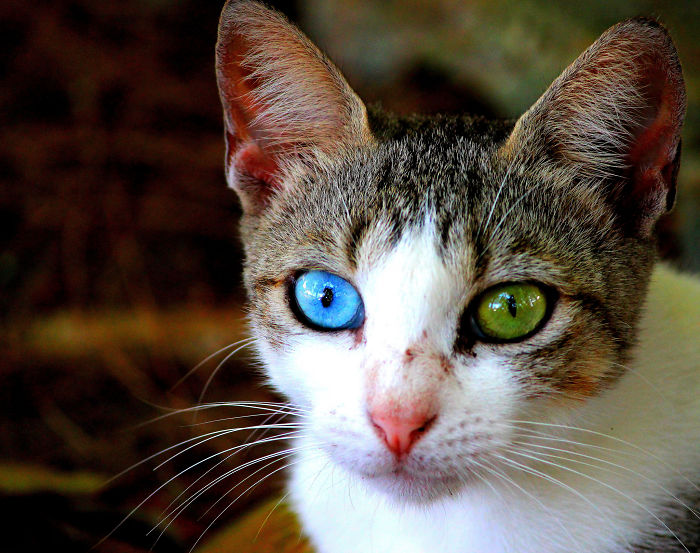 20 Animales inusualmente bonitos con ojos de distinto color