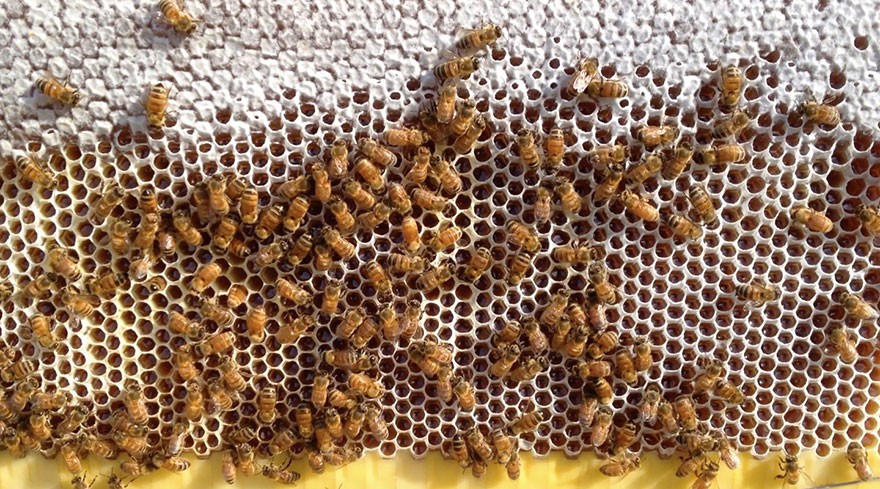 New Beehive Lets You Harvest Honey Automatically Without Disturbing Bees