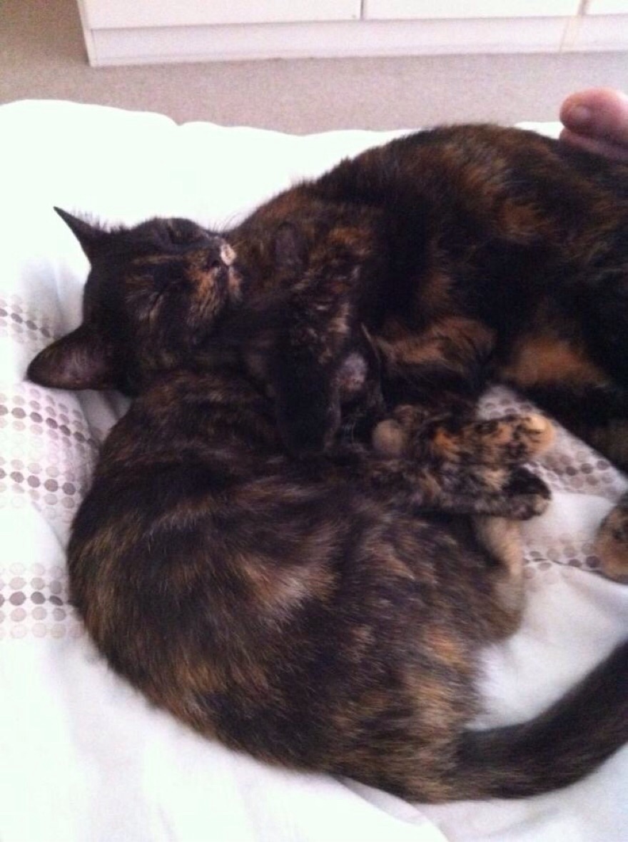 Piper & Paige Tortoiseshells Cats - 2 Years Apart And Bff's