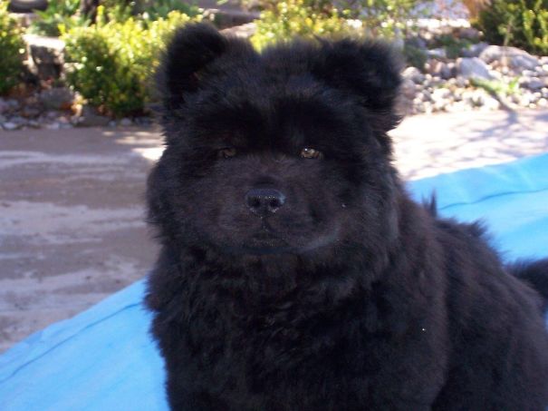 Black Chow Pup