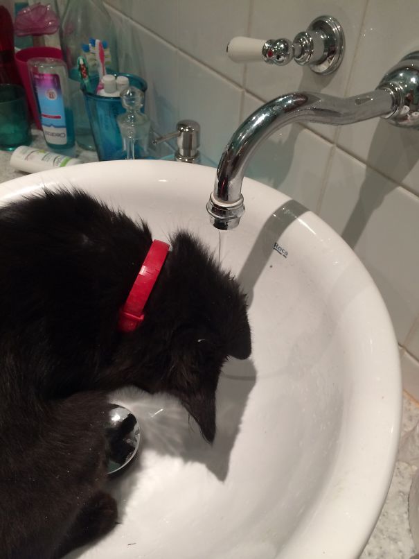 Smart Kitty Figured Out How The Tap Works