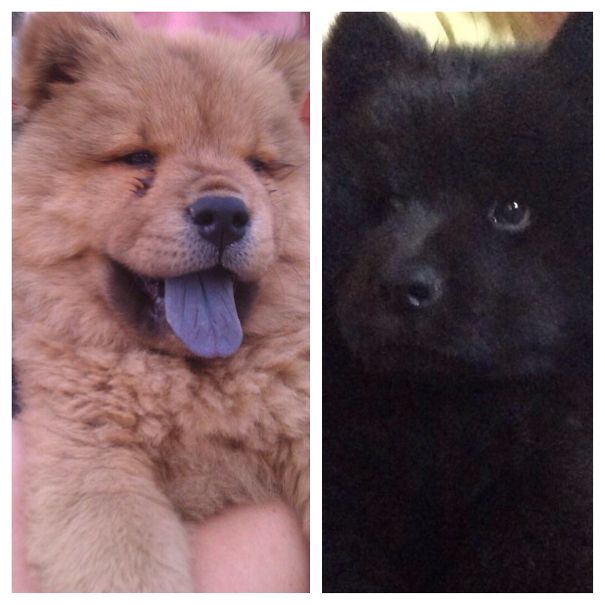 Chow Chow Puppies!