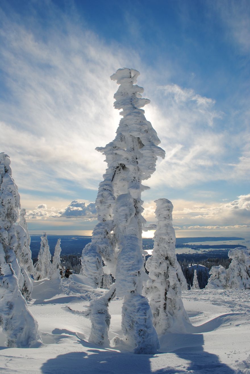 Ghost Tree Forest Mt. Seymour , British Columbia.