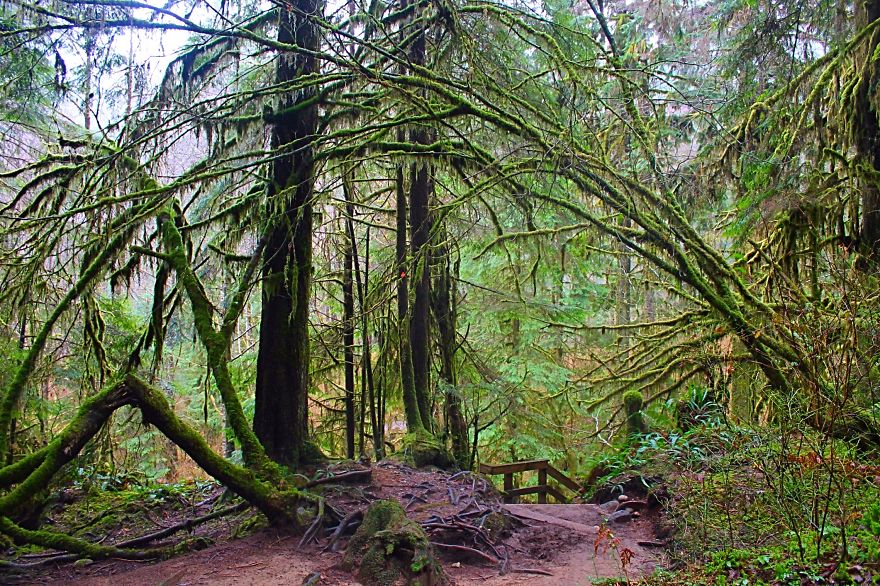 Rain Forest, Lynn Canyon, British Columbia