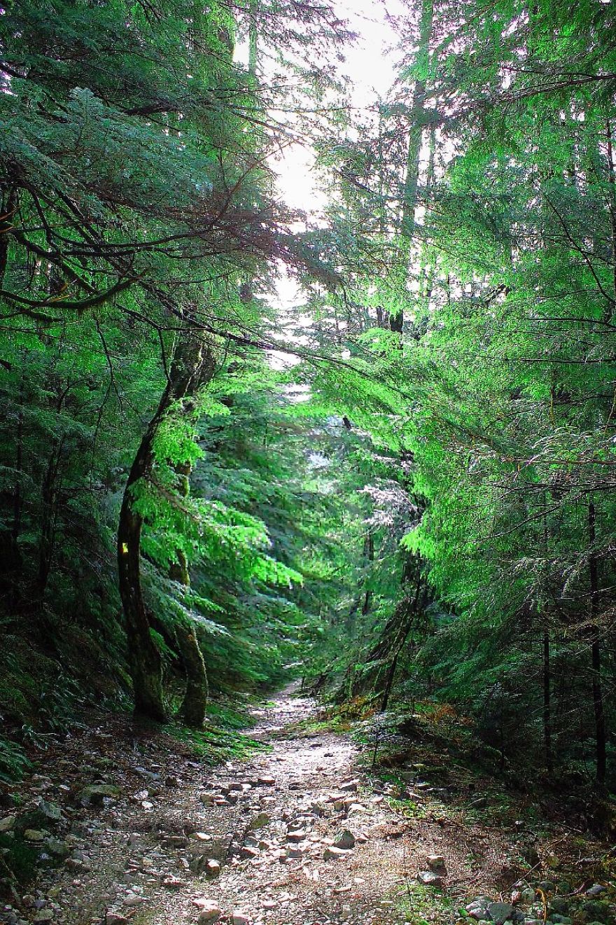 Norvan Falls Cedar Forest Trail British Columbia