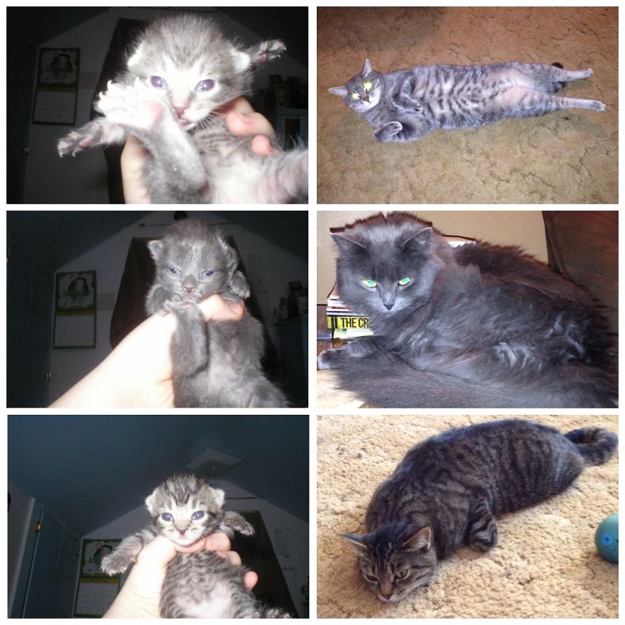 My Kittens At A Few Hours Old And Now 8 Years Old.
