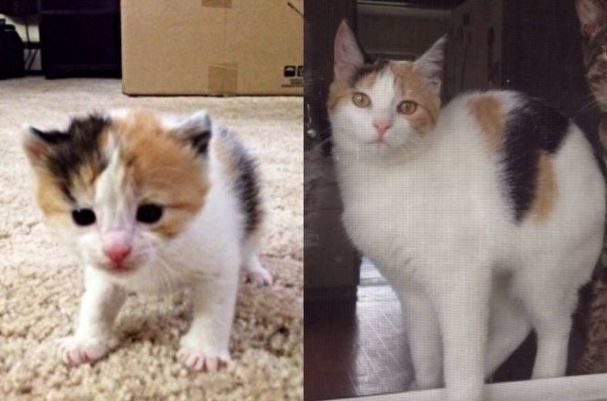 Aria, She Was Abandoned By Her Mother At 3 Weeks, 8 Months Later Happy In Her Forever Home!