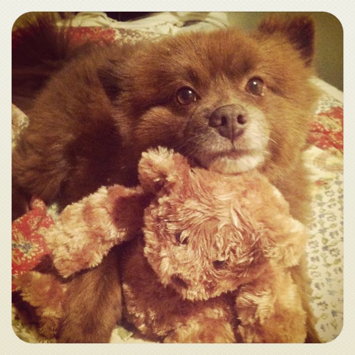 Bear The Pomeranian
