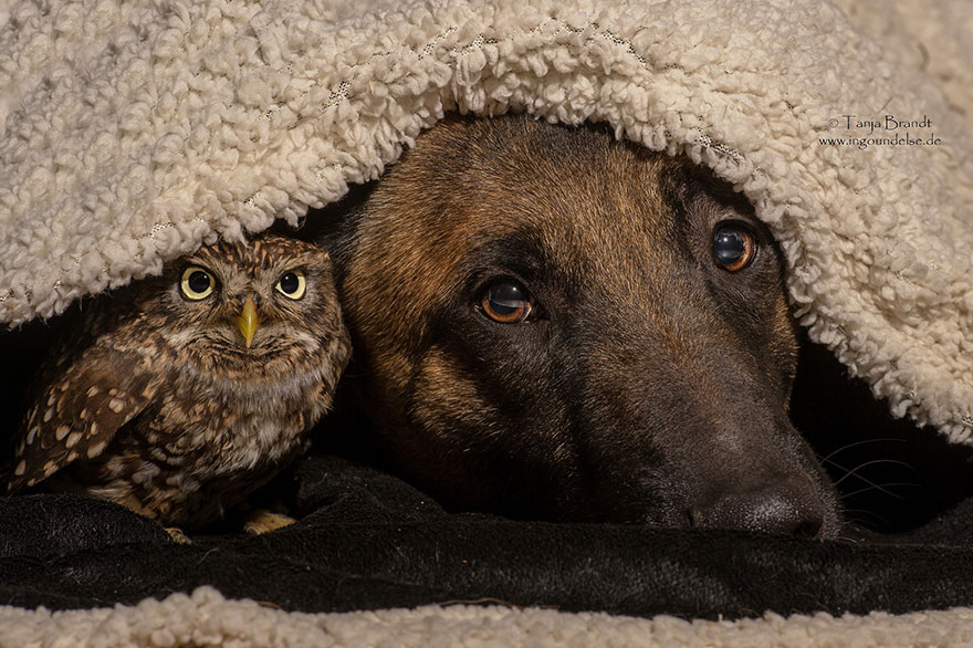 ingo-else-dog-owl-friendship-tanja-brandt-10