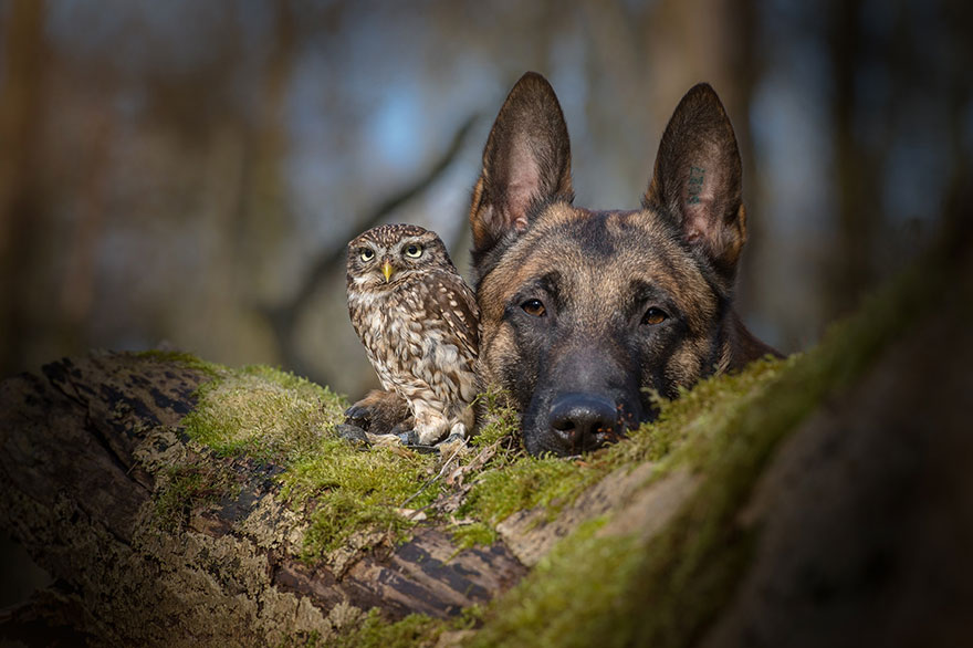 friendship between animals