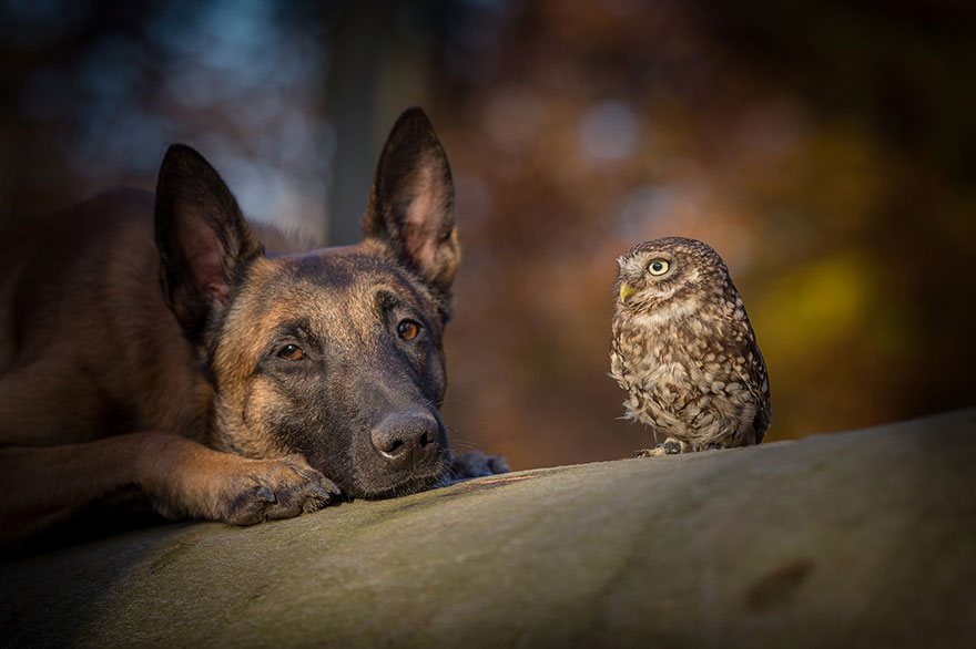 The Unlikely Friendship Of A Dog And An Owl