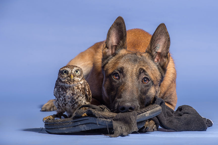 friendship between animals