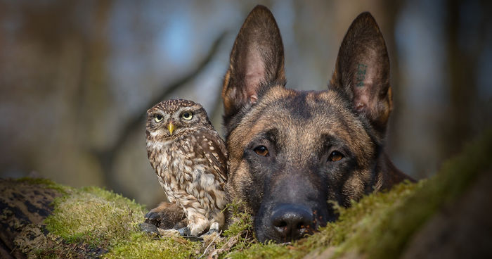 Owl&Dog