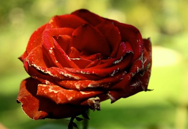 Flower Photography
