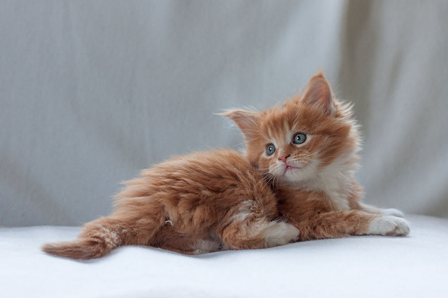 Maine Coon Kittens 6 Weeks Old