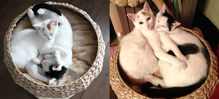 Rescue Cats - Siblings Lily And Lestat / Then And Now