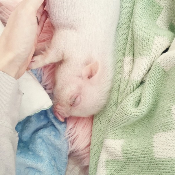 little-girl-piglet-friendship-libby-and-pearl-6