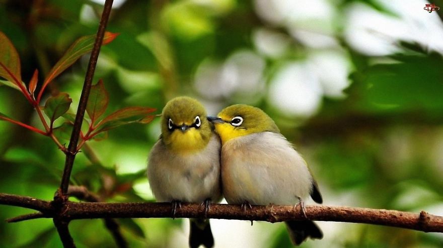 Little Birds Love