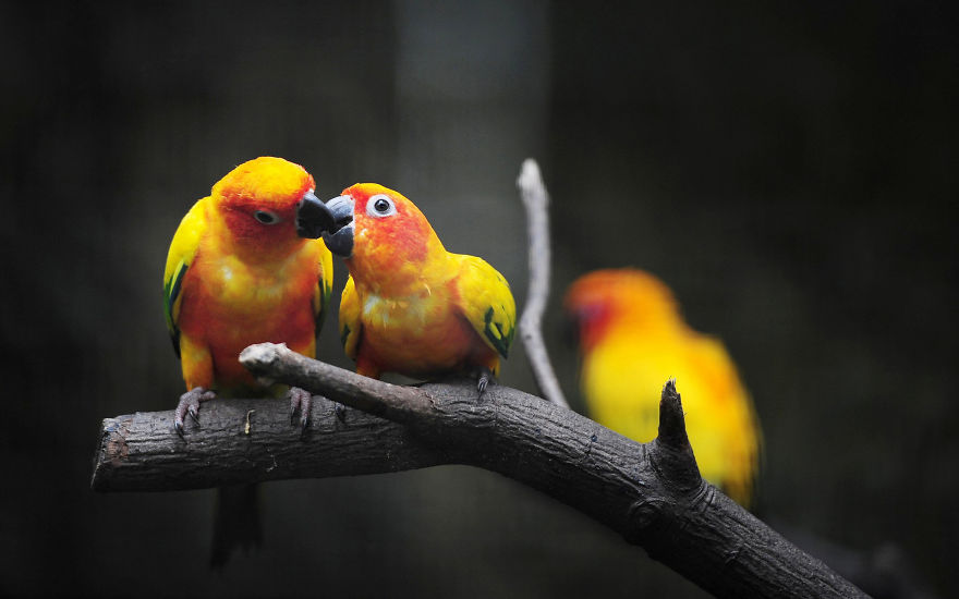 Loving Parrots