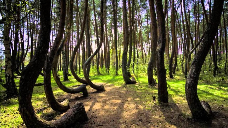 Croocked Forest, Nowy Czarnów, Poland