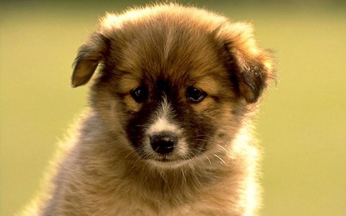 Puppy
