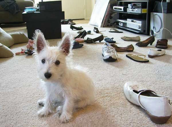 This Puppy Is An Expert Shoe Destroyer