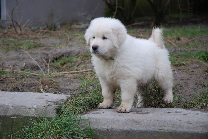 Sarplaninac Pup