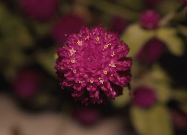Flower Photography