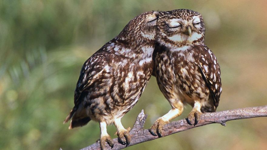 Owl And Wise-love