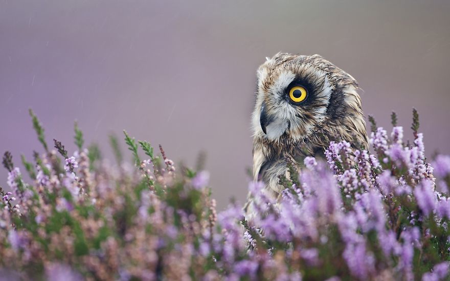Owl In Field Of Purple Flowers