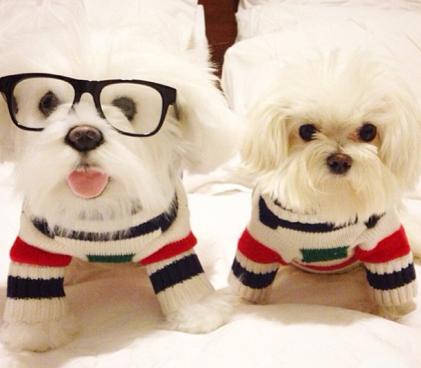 This Company Makes Exact Plush Toy Copies Of Your Pets