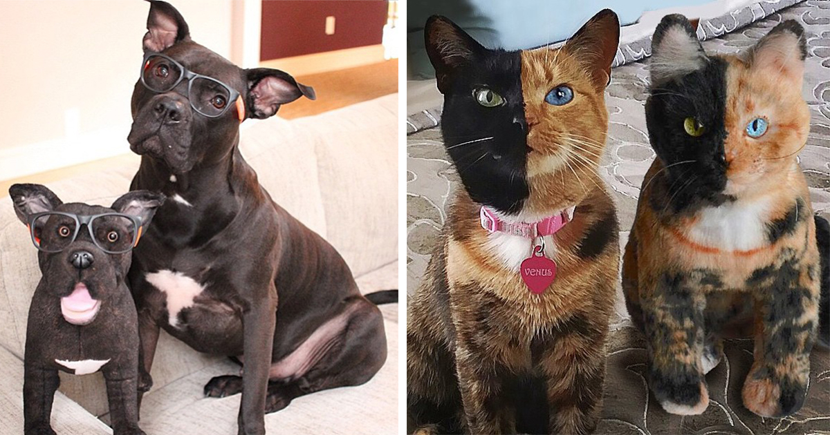This Company Makes Exact Plush Toy Copies Of Your Pets | Bored Panda