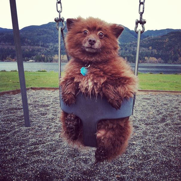 Bear Cub Finds A Swing