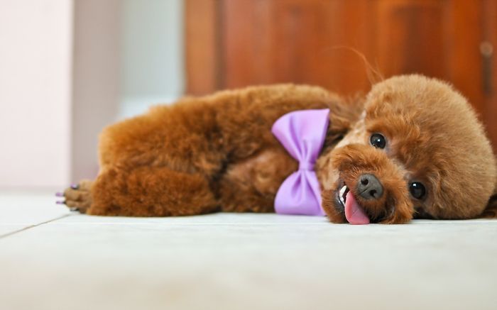 Poodle In A Purple Bowle