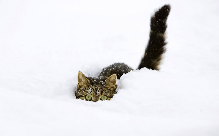 Kitty In Snow