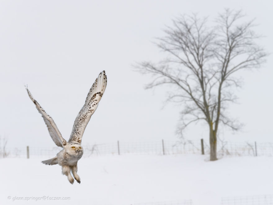 Snowy Owl In Flight. Central Ontario, Canada