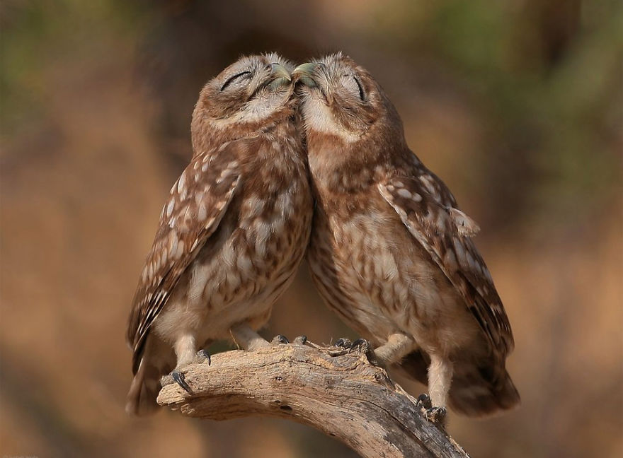 Snuggle Owls